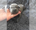 Small #8 Cane Corso