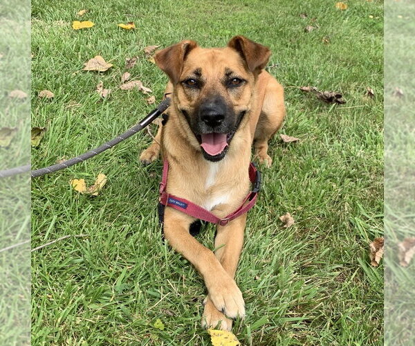 Medium Photo #9 Labrador Retriever-Unknown Mix Puppy For Sale in Elmsford, NY, USA