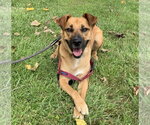 Small #8 Labrador Retriever Mix