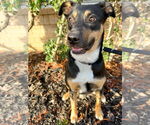 Small #3 Australian Shepherd Mix