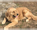Small Photo #1 Golden Retriever Puppy For Sale in BROADWAY, VA, USA
