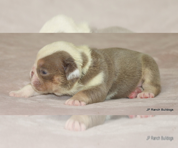 Medium Photo #4 Bulldog Puppy For Sale in WINNSBORO, TX, USA