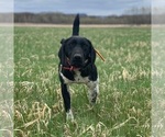 Small Photo #1 German Shorthaired Pointer Puppy For Sale in LEWELLEN, NE, USA