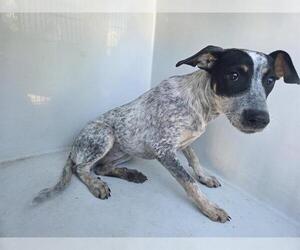 Catahoula Leopard Dog-Unknown Mix Dogs for adoption in Houston, TX, USA