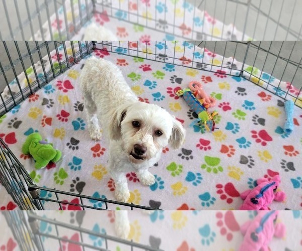 Medium Photo #4 Havanese Puppy For Sale in ORO VALLEY, AZ, USA