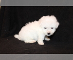 Small Photo #10 Bichon Frise Puppy For Sale in BLOOMINGTON, IN, USA