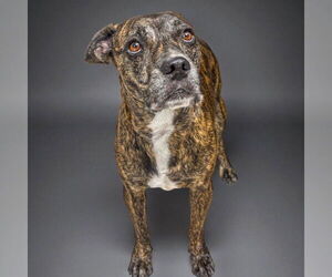 Plott Hound-Unknown Mix Dogs for adoption in Rowlett, TX, USA