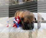 Small Photo #2 German Shepherd Dog Puppy For Sale in MOORESVILLE, NC, USA