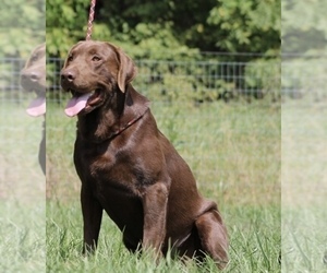 Father of the Labrador Retriever puppies born on 05/20/2025