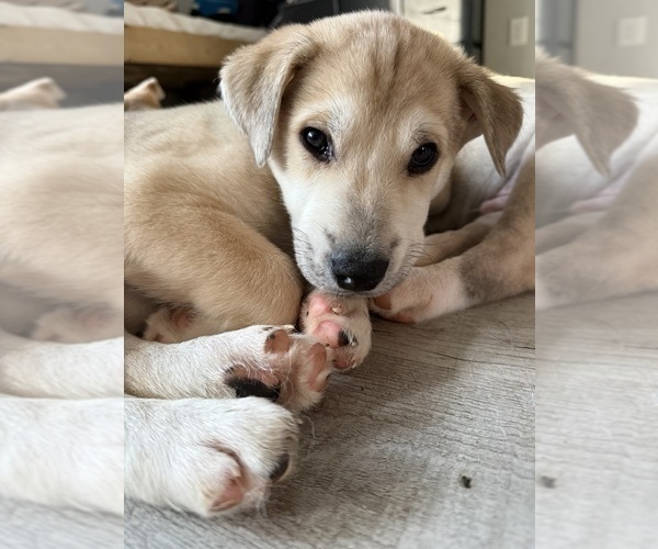 Medium Photo #1 American Pit Bull Terrier-Siberian Husky Mix Puppy For Sale in MANCHESTER, NH, USA