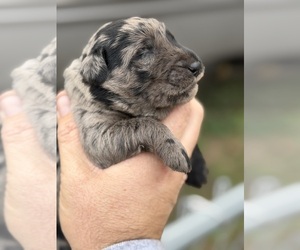 Labradoodle Puppy for sale in GEORGETOWN, SC, USA