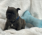 Puppy 2 French Bulldog