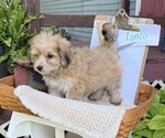 Small #2 Yorkshire Terrier