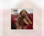 Small Photo #8 Goldendoodle Puppy For Sale in NEW YORK, NY, USA