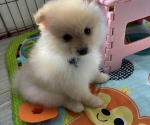 Pomeranian Puppy for sale in EL CAJON, CA, USA