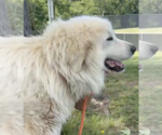 Small #4 Great Pyrenees