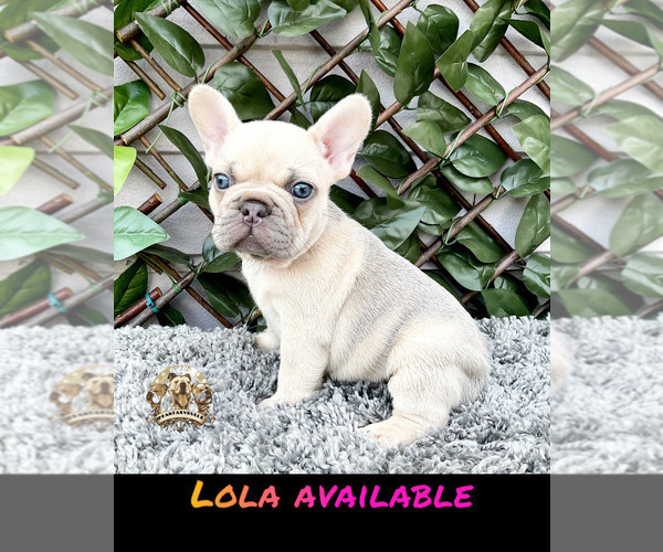 Medium Photo #1 French Bulldog Puppy For Sale in LEHIGH ACRES, FL, USA