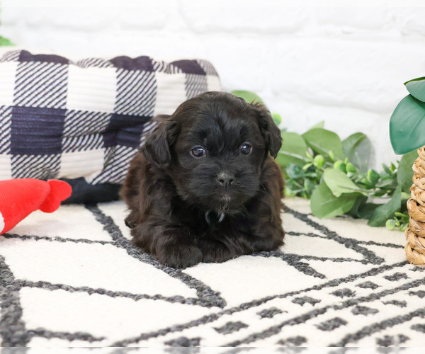 Medium Photo #6 Shih-Poo Puppy For Sale in SYRACUSE, IN, USA