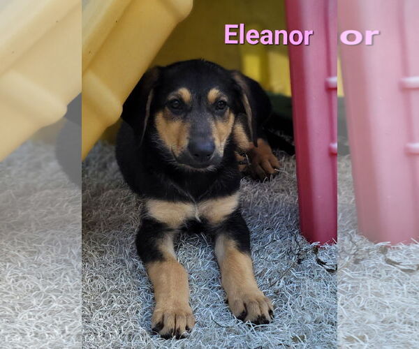 Medium Photo #2 German Shepherd Dog-Weimaraner Mix Puppy For Sale in Des Moines, IA, USA