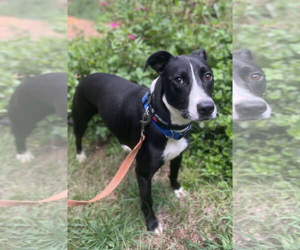 Medium Photo #2 Mutt Puppy For Sale in Rockaway, NJ, USA