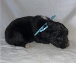 Small Photo #3 Australian Shepherd Puppy For Sale in CHIMAYO, NM, USA