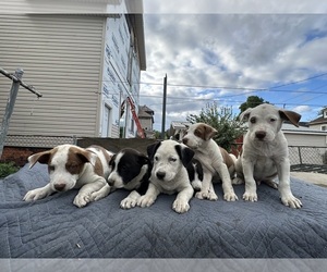 American Pit Bull Terrier-white german shepherd Mix Puppy for sale in DETROIT, MI, USA