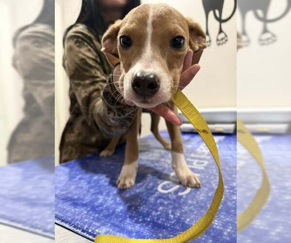 Medium Photo #1 Chihuahua-Unknown Mix Puppy For Sale in Corning, AR, USA