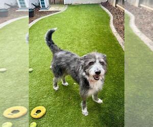 Old English Sheepdog-Unknown Mix Dogs for adoption in Elk Grove, CA, USA