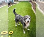 Small Old English Sheepdog Mix