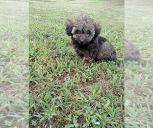 Poodle (Toy) Puppy for sale in SHELBY, NC, USA