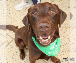 Medium Labrador Retriever Mix