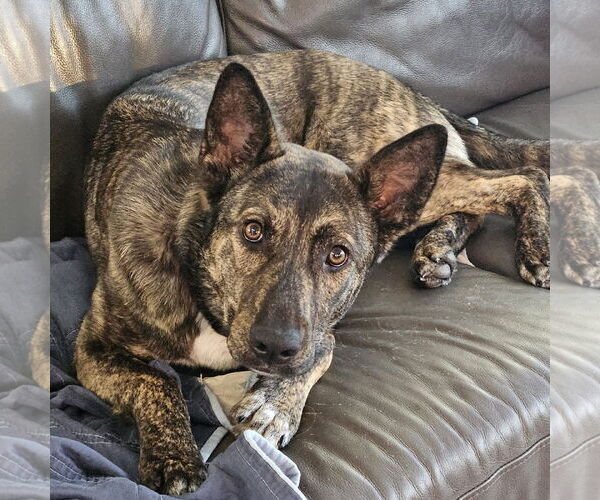 Medium Photo #20 Mutt Puppy For Sale in Fargo, ND, USA