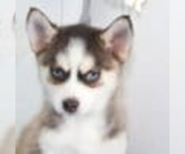 Medium Photo #2 Pomsky Puppy For Sale in MOUNT VERNON, OH, USA