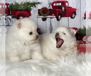 Pomeranian Puppy for Sale in LAWNDALE, North Carolina USA