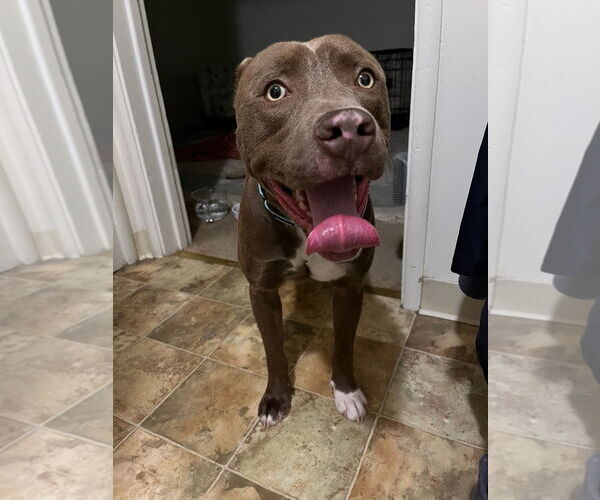 Medium Photo #3 Mutt Puppy For Sale in Woodland Hills, CA, USA