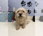 Small Mutt