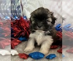 Small #2 Shih Tzu