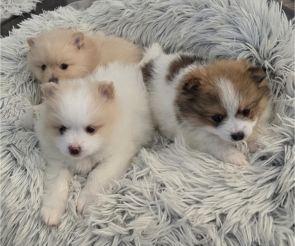 Medium Photo #4 Pomeranian Puppy For Sale in MENIFEE, CA, USA