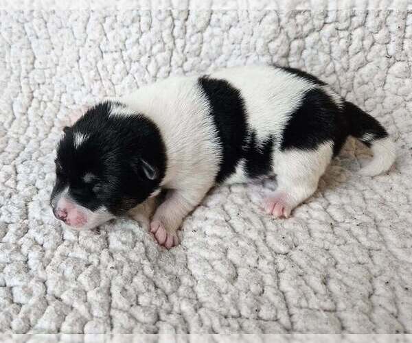 Medium Photo #1 Pom-Shi Puppy For Sale in MIDDLEBURG, FL, USA