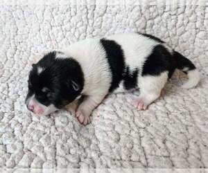 Pom-Shi Puppy for sale in MIDDLEBURG, FL, USA