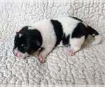 Image preview for Ad Listing. Nickname: Moo Moo