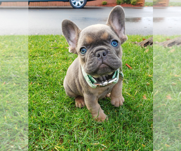 Medium Photo #6 French Bulldog Puppy For Sale in MARYSVILLE, WA, USA