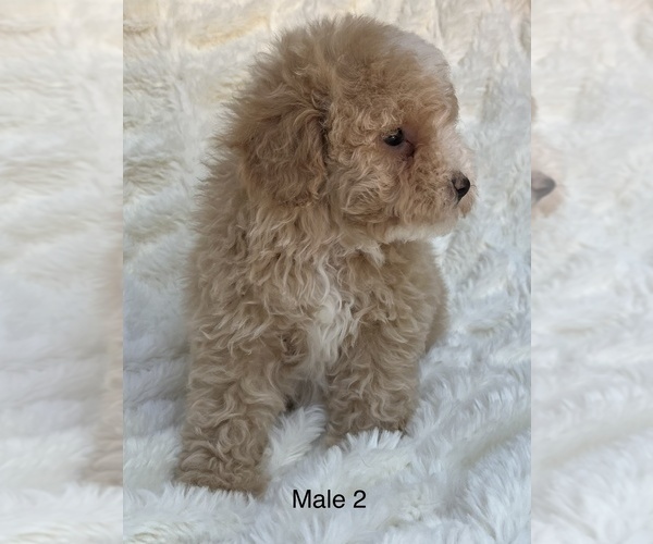 Medium Photo #2 Poodle (Toy) Puppy For Sale in AUBURN, CA, USA
