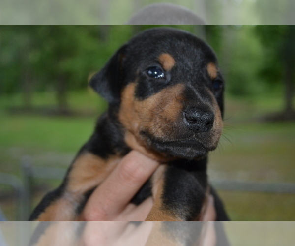 Medium Photo #5 Doberman Pinscher Puppy For Sale in EUFAULA, AL, USA