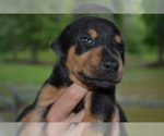 Small Photo #5 Doberman Pinscher Puppy For Sale in EUFAULA, AL, USA