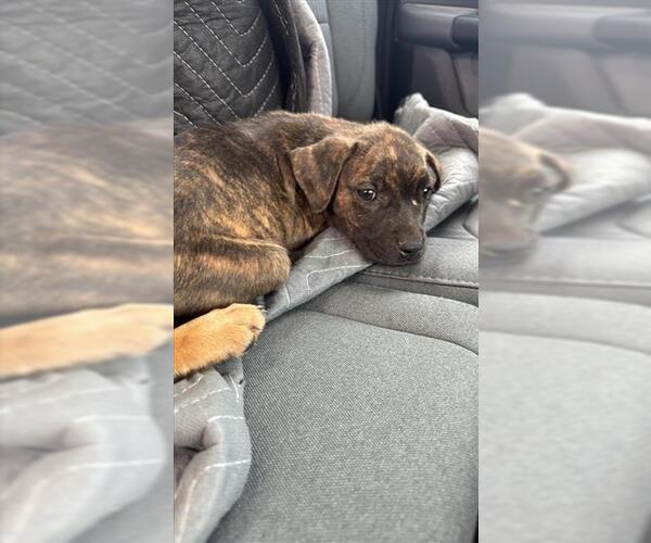 Medium Photo #1 Labrador Retriever Puppy For Sale in San Antonio, TX, USA