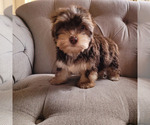 Small #16 Shorkie Tzu