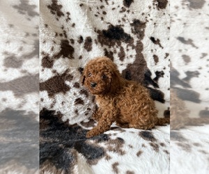 Medium Cavapoo (Miniature)