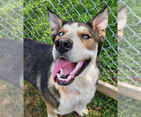 Medium Photo #5 German Shepherd Dog-Siberian Husky Mix Puppy For Sale in Maryville, TN, USA