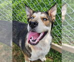 Small #4 German Shepherd Dog-Siberian Husky Mix